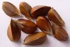 Common beech seeds. for sale  CAMBORNE