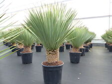 Yucca rostrata 110 gebraucht kaufen  Goch