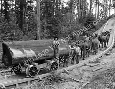 1902 horse logging for sale  Fitchburg