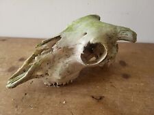 Sheep skull small for sale  WADEBRIDGE