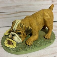 English bulldog puppy for sale  Laconia