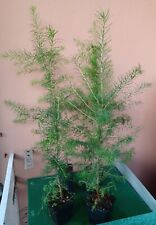 bonsai larice usato  Ardea