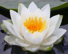 White water lily for sale  Massillon