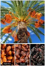 Date palm tree for sale  SLOUGH