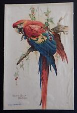 Red blue macaw for sale  NORTHAMPTON
