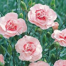 Pack dianthus doris for sale  UK