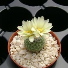 Fresh seeds strombocactus for sale  Shipping to United Kingdom