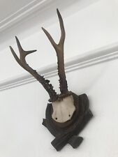 Great antlers roe for sale  SOUTHEND-ON-SEA