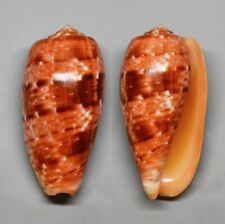 Conchiglie conus bullatus usato  Sassari