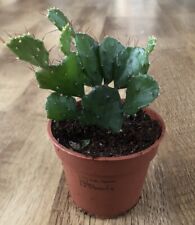 Opuntia brasiliensis prickly for sale  SHEFFIELD