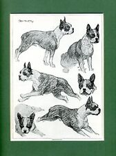 Boston terrier print for sale  Shipping to Ireland