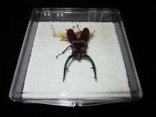 Large European Male Stag Beetle (Lucanus Cervus)-Vintage 1975 for sale  Shipping to South Africa