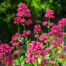 Centranthus ruber hardy for sale  MAIDSTONE