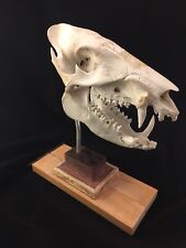 Authentic javelina skull for sale  Albuquerque