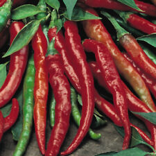 Chilli pepper fuego for sale  IPSWICH