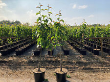 Nashi birnenbaum williams gebraucht kaufen  Saterland