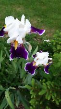 Iris jardin blanc d'occasion  France