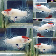 Plakat halfmoon betta for sale  Shipping to Ireland