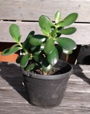 Jade plant crassula for sale  North Hollywood