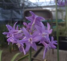 Tulbaghia violacea national for sale  MEXBOROUGH