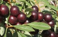 Hansen bush cherry for sale  Nevada