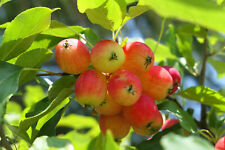 Dolgo crabapple potted for sale  Albany