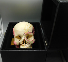 Medical anatomical skull for sale  Shipping to Ireland