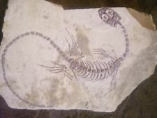 Fossil keichousaurus hui for sale  Strasburg