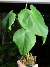 Philodendron dodsonii plant for sale  Hollywood