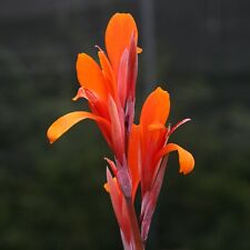 Canna indica eternal for sale  Astoria