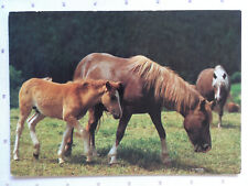 Postkarte pferde ddr gebraucht kaufen  Hamburg