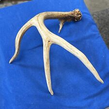 Whitetail deer antler for sale  Bethalto