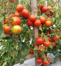 Tomatensamen sekai ichi gebraucht kaufen  Beilngries