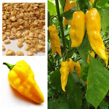 Lo último Chile Habanero Diablos Lengua Amarillo Chile Semillas, Compra 2 Obtén 15% Descuento segunda mano  Embacar hacia Mexico