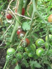 Tomato rosella seeds for sale  LONDON