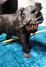 Vintage taxidermy panther for sale  Cumbola