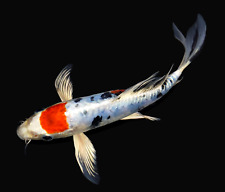 Live koi fish d'occasion  Expédié en Belgium