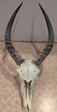 Real impala skull for sale  Marietta