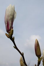 Magnolia soulangeana garden for sale  DERBY