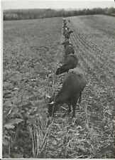 Agricultura, uma foto incomum de anúncio de 6 x 8” para cercas elétricas Wolseley comprar usado  Enviando para Brazil