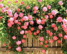 Usado, 100 sementes coloridas de rosas de escalada roseira Changmi rosa multiflora flores de jardim comprar usado  Enviando para Brazil