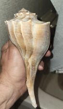 Used, Busycon Seashell SignostrumGreat For Crafts Aquariums Nautical Decor for sale  Shipping to South Africa