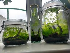 Self sustaining ecospheres for sale  STOKE-ON-TRENT