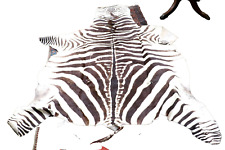 Zebra skin rug for sale  MORPETH