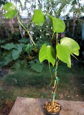 Philodendron skeleton key for sale  Hollywood