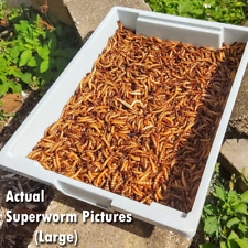 Live superworms free for sale  Ruskin