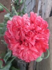 Poppy red large for sale  LONDON