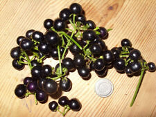 Huckleberry ogrodowe (Solanum świerzbrum) - psianka nocna, jadalna (z Korei) - 50 nasion na sprzedaż  PL