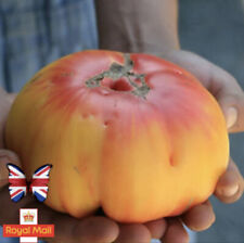 Tomato seeds grandma for sale  UK