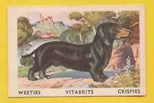 Dogs - Australian Trading Trade Card circa 1958 #38 Dachshund Dog for sale  Shipping to South Africa